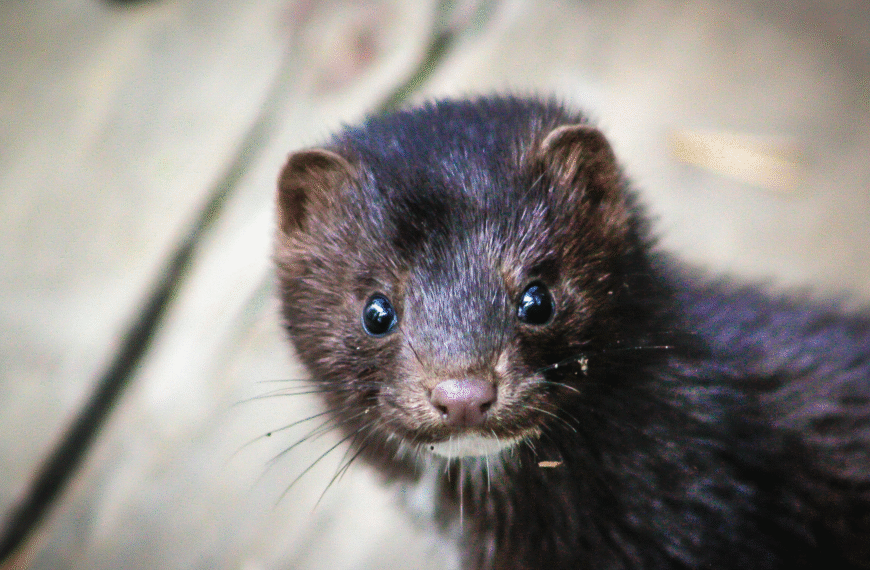 Nowy zakaz dotyczący chowu i hodowli zwierząt na futro w celach komercyjnych – co z odszkodowaniami od Skarbu Państwa? 